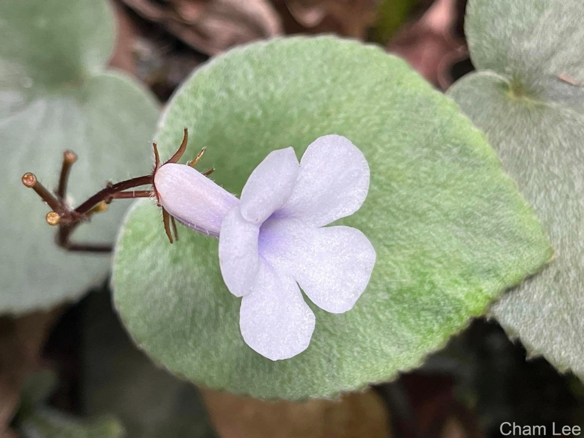 Henckelia zeylanica (R.Br.) A.Weber & B.L.Burtt